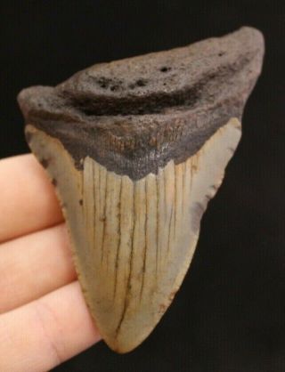 Megalodon Shark Tooth 3.  60 " Extinct Fossil Authentic Not Restored (cg13 - 418)