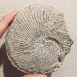 Texas Fossil Ammonite Oxytropidoceras Cretaceous Fossil Dinosaur Age
