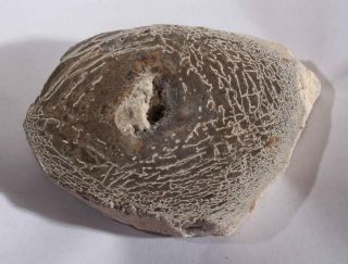 Polished Bourfa Morocco Gem Dinosaur Bone Specimen 8.  1 oz 2