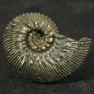 1.  2in/3cm Incredible Shine Pyrite Ammonite Kosmoceras Jurassic Callovian Russia
