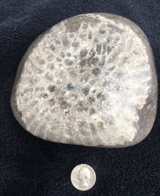 Large Unpolished Petoskey Stone 4 Pounds,  9.  8 Oz.  Hexagonaria.