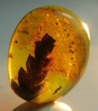 Leaf { 9.  2 Mm } & Others Fossil In Burmese Amber.