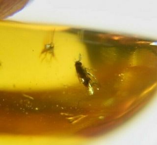 Fly And Mosquito In Authentic Dominican Amber Fossil Gem Stone Natural (1.  3g) A400