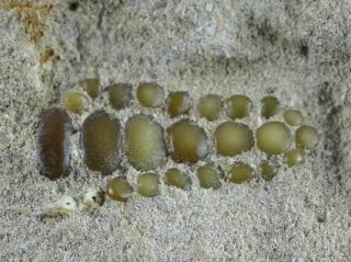 Bony Fish Fossil Phacodus Punctatus Ray Finned Jaw Teeth In Matrix Frommorocco