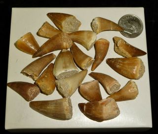 Mosasaur Teeth Fossil Specimens Africa 42 Grams