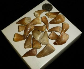 Mosasaur Teeth Fossil Specimens Africa 42 grams 2