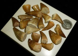 Mosasaur Teeth Fossil Specimens Africa 42 grams 3
