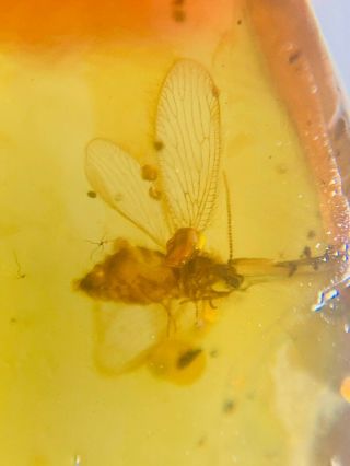 Big Belly Neuroptera Lacewing Burmite Myanmar Amber Insect Fossil Dinosaur Age