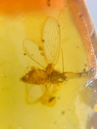 big belly Neuroptera lacewing Burmite Myanmar Amber insect fossil dinosaur age 2