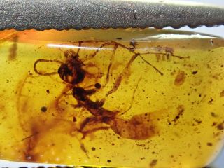 Burmese Amber Cretaceous Fossil Include Ant