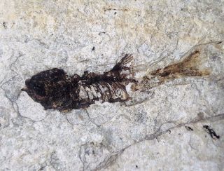 Plesioleucisus Miocenicus Fish Fossil Shanwang Shandong China Aa26