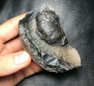 Unique And Large 3.  43 " Fossilized Whale Ear Bone Shark Tooth Teeth Fossil Shark
