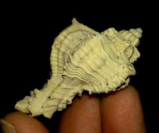 Sea Shell Fossil,  Muricidae From Java,  Indonesia,  43mm