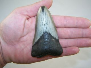 3.  76 Inch Megalodon Fossil Shark Tooth Teeth - 4.  6 Oz - Not Dinosaur