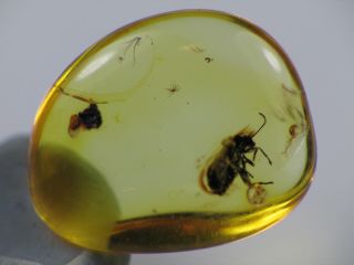 2,  5mm BEETLE Gemstone Real Baltic Amber Fossil Insect Inclusion (0305) 2