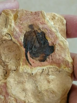 Rare Unknown Trilobite Fossil,  Cambrian Jingxi,  Guangxi,  China Ag96