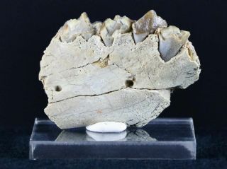 Oreodont Fossil Jaw Bone Teeth Badlands Sd 30 - 35 Million Yrs Old,  Stand