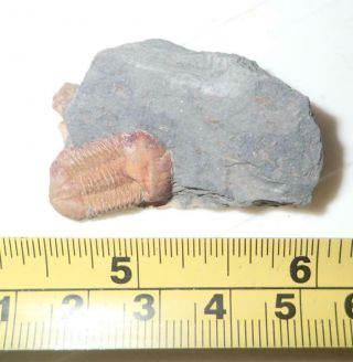 Fossil Brownish Trilobite Ductina Vietnamica 20x12 Mm 13 Gram