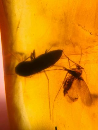 Scorpion Fly&beetle Burmite Myanmar Burmese Amber Insect Fossil Dinosaur Age