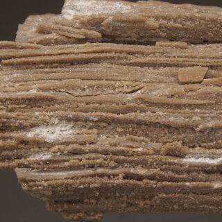 Petrified Wood - Dadoxylon Sp.  - Upper Carboniferous - Hronov - Czech Republic