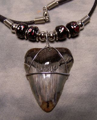 Megalodon Shark Tooth Necklace 1 9/16 " Fossil Teeth Jaw Megalodon Scuba