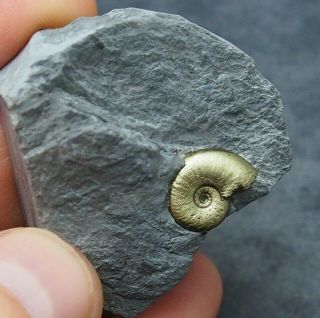 Pleydellia Ammonite Fossil Natural Pyrite Jurassic France