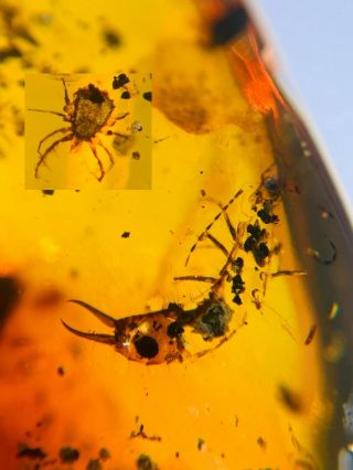 Uncommon Earwig&tick Burmite Myanmar Burmese Amber Insect Fossil Dinosaur Age