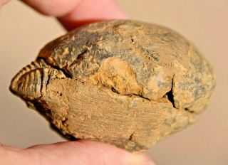 Fossil Trilobite,  Calymene nodule,  from Morocco 2 2