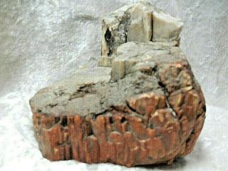 Natural Petrified Wood 1 Lb.  12 Oz.  Cut On The Bottom & Shows Tree Rings