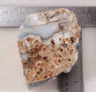 Oregon Fossil Limb Cast Specimen 1 lb 15 oz rough 3