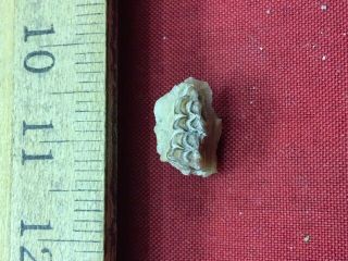 Geological Enterprises Oligocene Fossil Hypisodus Minimus Tooth Nebraska