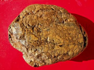 Arizona Dinosaur Coprolite " Dino Dung " Fossil