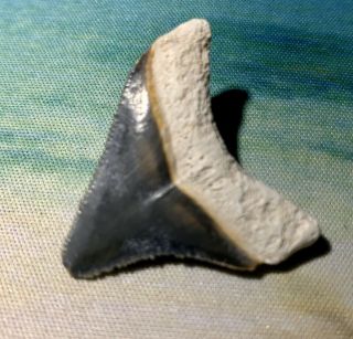 Bone Valley Megalodon Shark Tooth 1.  30” Perfect Grey Color - Full White Bourlette