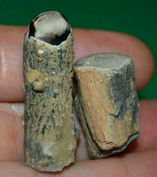 2 Cut & Polished Petrified Wood Limb Castings Collected From Wyoming,  America 2
