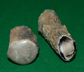 2 Cut & Polished Petrified Wood Limb Castings Collected From Wyoming,  America 3