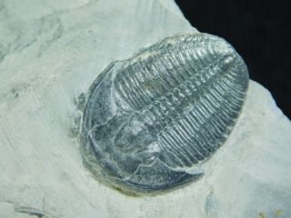 A Perfect 100 Natural Cambrian Era Elrathia Trilobite Fossil From Utah 127gr E