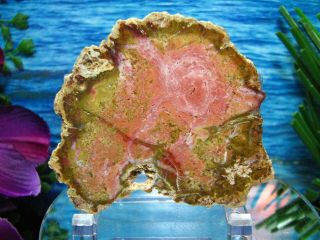 Petrified Wood Complete Round Slab W/bark Fantastic Pink Chartreuse Green - Gold