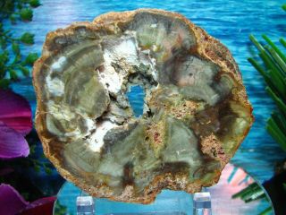 Petrified Wood Complete Round Slab Wbark Gorgeous Green Botryoidial Crystal Cave