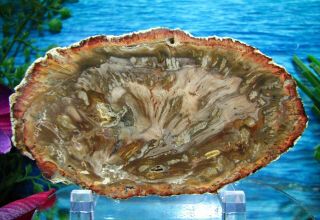 Petrified Wood Complete Round Slab W/bark Ginger - Pink Clouds Over Olive - Green