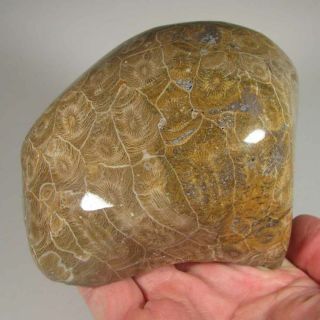4.  3 " Polished Fossil Coral Specimen - Devonian Age - Morocco - 1.  6 Lbs.