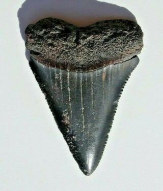 Fossil White Shark Tooth,  Carcharodon 2 1/2 Inches South Carolina