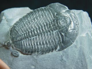 A Perfect 100 Natural Cambrian Era Elrathia Trilobite Fossil From Utah 73.  1gr