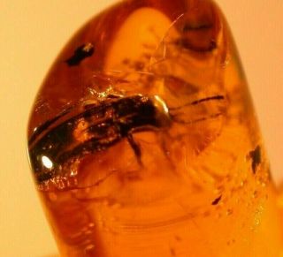 Large Cretaceous Beetle In Burmese Amber Fossil Gemstone Dinosaur Age