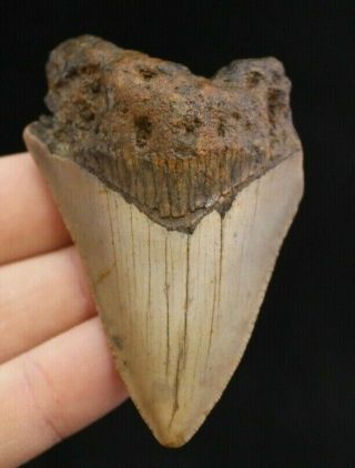 Megalodon Shark Tooth 3.  03 " Extinct Fossil Authentic Not Restored (cg13 - 410)