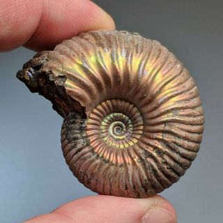 4,  5 Cm (1,  8 In) Ammonite Shell Eboraciceras Jurassic Pyrite Russia Fossil
