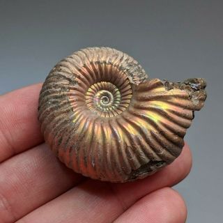 4,  5 cm (1,  8 in) Ammonite shell Eboraciceras jurassic pyrite Russia fossil 2