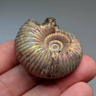 4,  5 cm (1,  8 in) Ammonite shell Eboraciceras jurassic pyrite Russia fossil 3