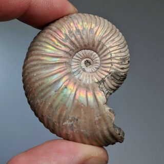 4,  5 Cm (1,  8 In) Ammonite Shell Quenstedtoceras Jurassic Pyrite Russia Fossil