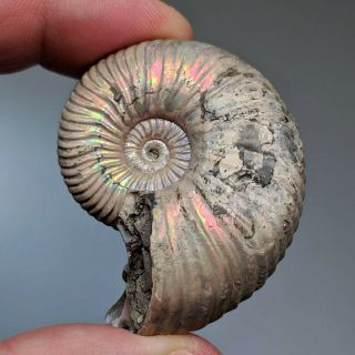 4,  5 cm (1,  8 in) Ammonite shell Quenstedtoceras jurassic pyrite Russia fossil 2