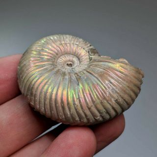 4,  5 cm (1,  8 in) Ammonite shell Quenstedtoceras jurassic pyrite Russia fossil 3